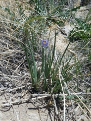 Sisyrinchium halophilum