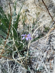 Sisyrinchium halophilum