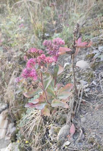 Hylotelephium telephium
