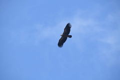 Aethopyga nipalensis