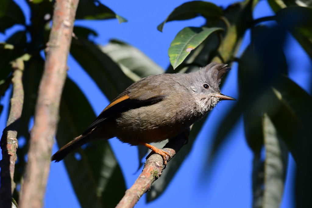Stripe-throated Yuhina (Yuhina gularis) photo