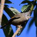 Stripe-throated Yuhina - Photo (c) Soumyajit Ray, some rights reserved (CC BY-NC), uploaded by Soumyajit Ray