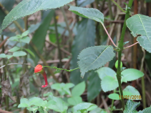 Impatiens sakeriana