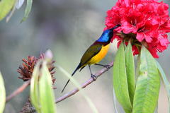 Aethopyga nipalensis