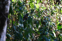 Trochalopteron subunicolor