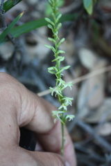Platanthera transversa