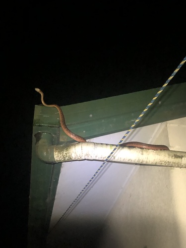 Brown Tree Snake sighting
