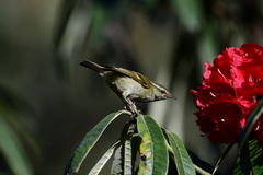 Phylloscopus magnirostris