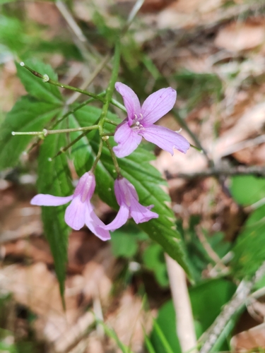 Image of Cardamine pentaphyllos by (c) Ljaž, some rights reserved (CC BY)