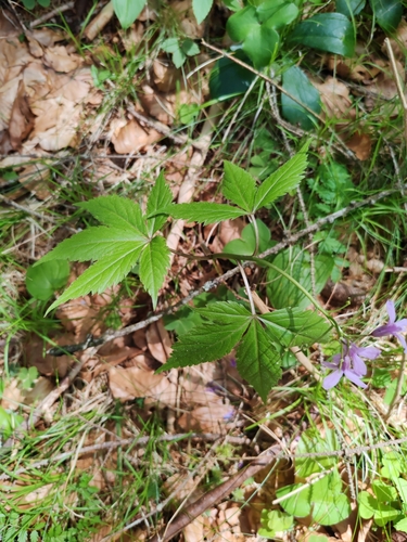 Image of Five-leaflet Bitter-cress by (c) Ljaž, some rights reserved (CC BY)