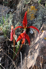 Sprekelia formosissima