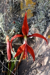 Sprekelia formosissima