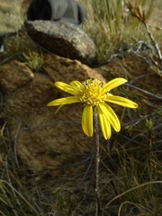 Brachyglottis bellidioides