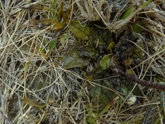 Brachyglottis bellidioides