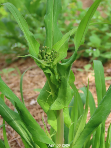 Ixeris polycephala iNat (2)