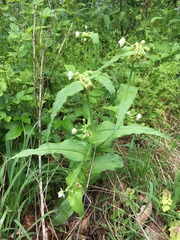 Tradescantia ozarkana