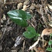 Asarum hatsushimae - Photo (c) leepan, some rights reserved (CC BY-NC), uploaded by leepan