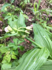 Tradescantia ozarkana