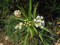 Asclepias nivea