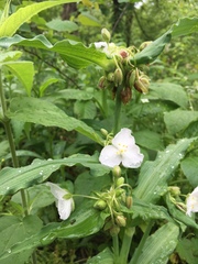 Tradescantia ozarkana