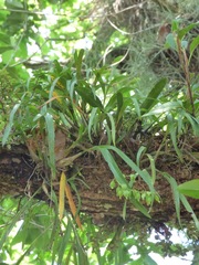 Prosthechea ochracea