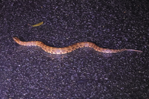Okinawa pitviper, Ovophis okinavensis