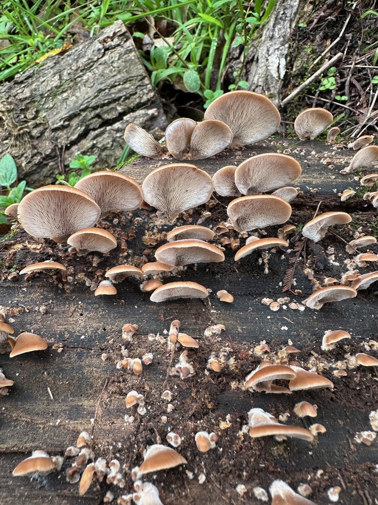 Lentinellus castoreus