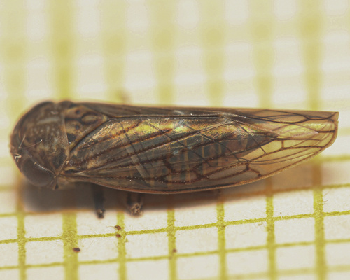 Idiocerus vicinus
