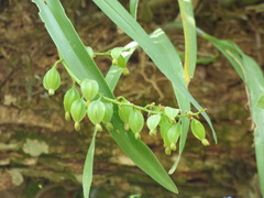 Prosthechea ochracea