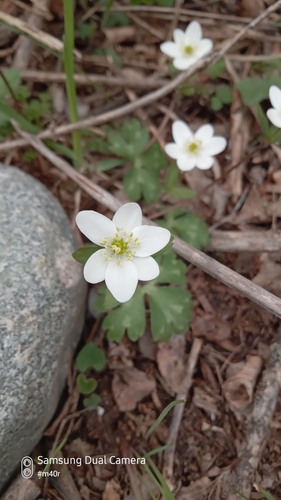 Image of Hepatica Falconeri (Hepatica falconeri) by (c) Михаил Орлов, some rights reserved (CC BY)