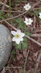 Hepatica falconeri, photograph Михаил Орлов, CC BY, iNaturalist via GBIF