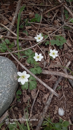 Image of Hepatica Falconeri (Hepatica falconeri) by (c) Михаил Орлов, some rights reserved (CC BY)