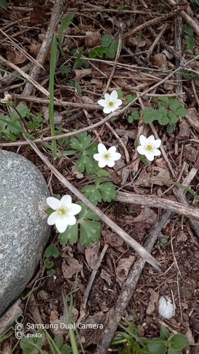 Image of Hepatica Falconeri (Hepatica falconeri) by (c) Михаил Орлов, some rights reserved (CC BY)