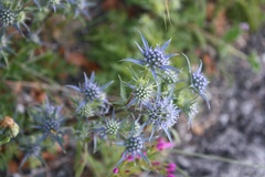 Eryngium dilatatum