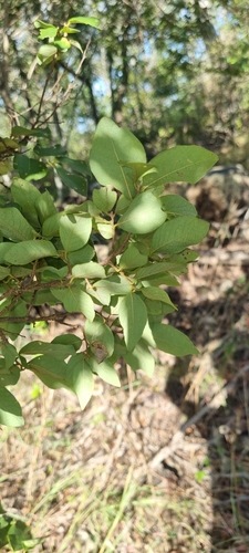 Image of Leichardt's Ironbark (Bridelia leichhardtii) by (c) murrayoke, some rights reserved (CC BY)
