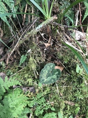 Asarum ampulliflorum