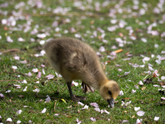 Greylag Goose photo 6