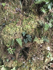 Asarum ampulliflorum