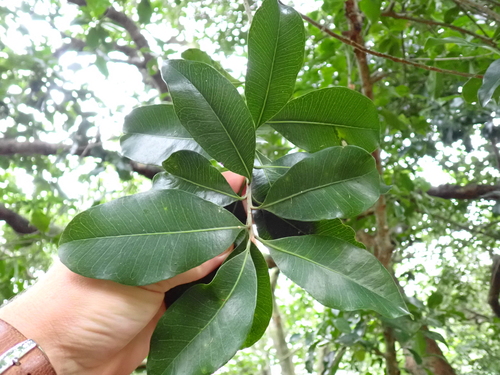 Image of Planchonella costata by (c) Benjamin Lavin, some rights reserved (CC BY)