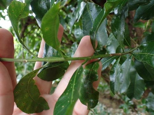 Image of Planchonella costata by (c) Benjamin Lavin, some rights reserved (CC BY)