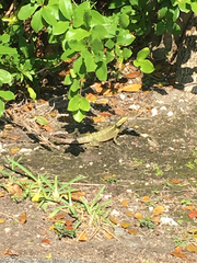 Basiliscus vittatus