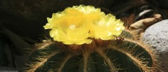 Parodia magnifica