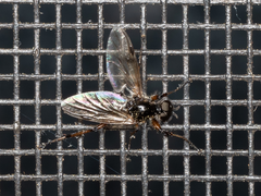 Bibio articulatus