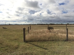 Anthus novaeseelandiae