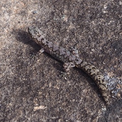 Amalosia lesueurii