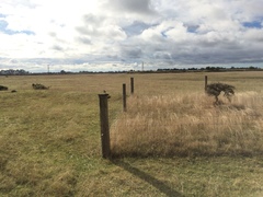 Anthus novaeseelandiae