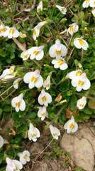 Mazus alpinus