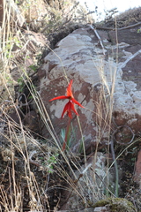 Sprekelia formosissima