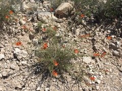 Sphaeralcea leptophylla