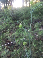 Fritillaria micrantha